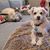 Diane Matuszewski's profile image