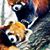 Rhonda Goucher's profile image