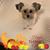 Sandy Curtis's profile image