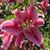 Linda Lindgren Nardo's profile image