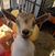 Lisa McCrory Johnston's profile image