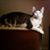 Karen Pendleton's profile image