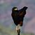 Corinne Ross Johnson's profile image