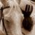 Anne Mattson Adams's profile image
