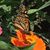 Rodger Schmid's profile image