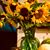 Mary Ann Wilcox's profile image