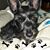Chrystal Carpenter-Cretin's profile image