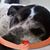 Tracey Trottier's profile image