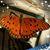 Susan McDonald Lavender's profile image