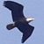 Tony A. Hockensmith's profile image