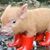 Diane Olson's profile image