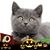 Daisie Balmer Hayden's profile image