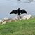 Nicky Dibler's profile image