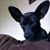 Lisa Brannon's profile image