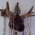 Dana Paulus's profile image
