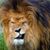 Leo Regulus's profile image