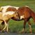 Medra Dobbins's profile image
