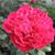 Ekram Elgadi's profile image
