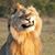 Chad Rockholt's profile image