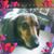 Katherine Rich-Sinibaldi's profile image
