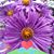 Mindy Dixon's profile image