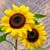 Deb Branch's profile image
