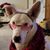 Lisa Sheets's profile image