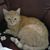 Priscilla Searles's profile image