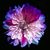 Peggy H. Covell's profile image