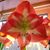 Ellen Ibarra-Harriman's profile image