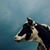 Jorge Borda Correa's profile image