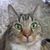 Lydia Absar's profile image