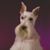 Lisa Mooneyhan's profile image