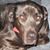 Krys Kocsis's profile image