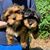 Diane Moshe's profile image