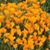 Carol Bruce Thomas's profile image