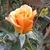 Cindy McIntosh's profile image