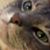 Mitch Lammers's profile image