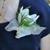 Linda Mirasol's profile image