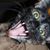 Rose Rodriquez's profile image