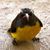 Spike Lyne's profile image