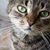 Renee Lucas Stiffler's profile image