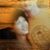 Amie Pettingill's profile image