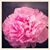 Sarah Kirby's profile image