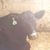 Rachel Hansen's profile image