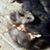 Margie Rhyne Cannity's profile image
