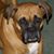 Chuck Brood's profile image