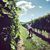 Caroline Hartnett Flanigan's profile image