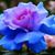 Aurora G Hettenhouser's profile image
