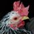 Carole W. Saucier's profile image